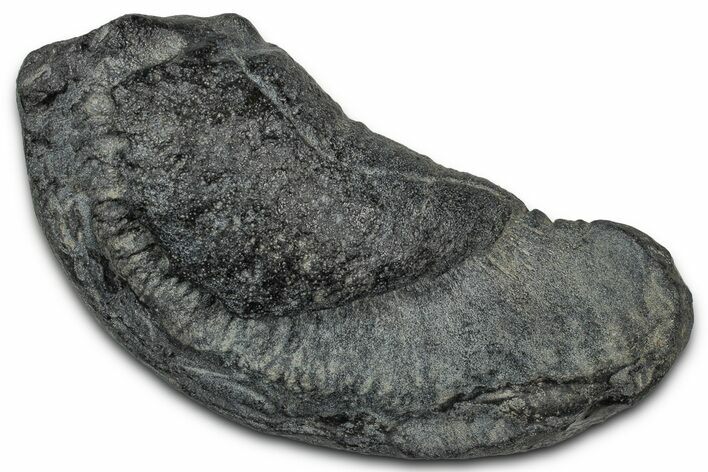 Large Fossil Whale Ear Bone - South Carolina #340262